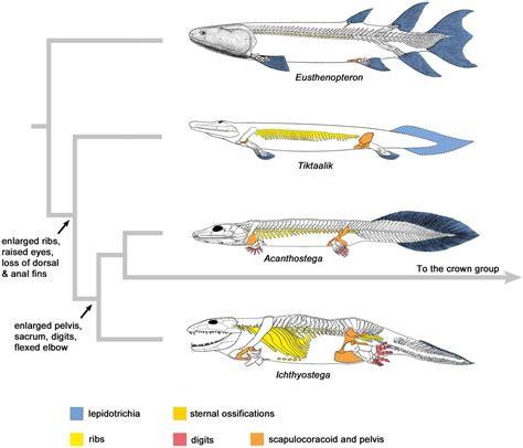 fish to tetrapod transition.